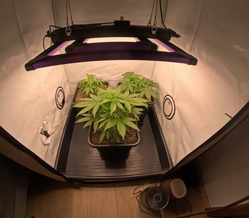 Autoflower Cannabis Grow-Zelt mit Lumatek ATS 200W Pro LED-Pflanzenlampe