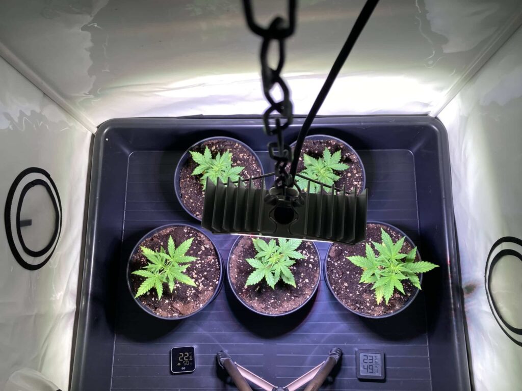 Cannabis Grow SANlight Q1W - Vegetative Phase