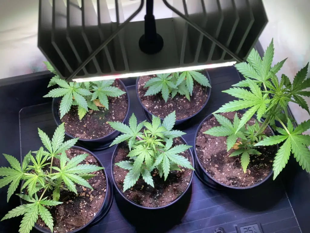 Green Gelato Automatic Tag 26 - Wachstumsphase