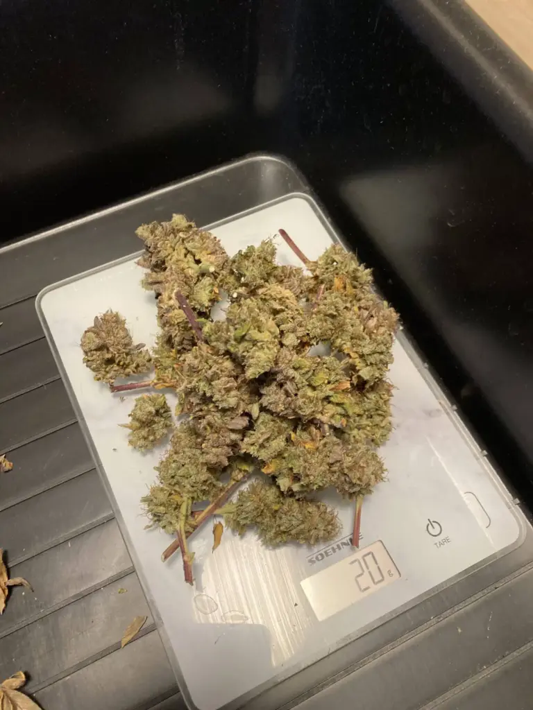 Green Gelato Automatic Ernte Foto 2