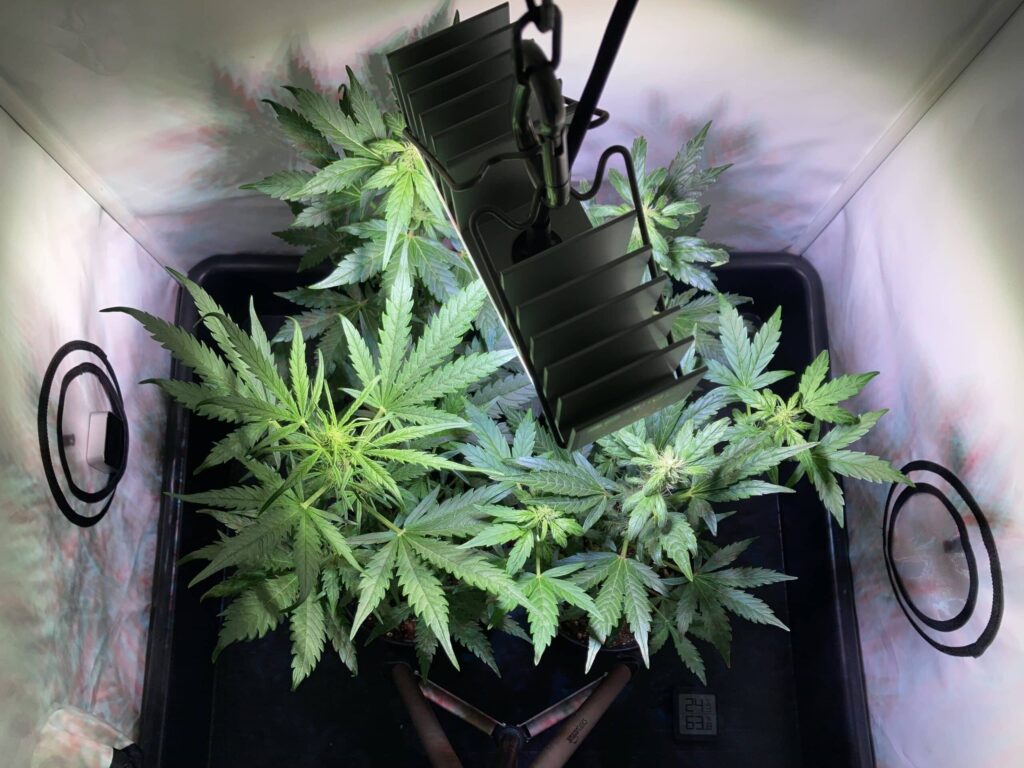 Green Gelato Automatic Tag 35 - Blüte Phase 1