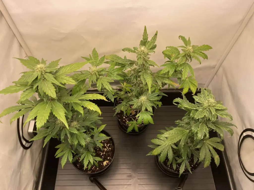 Green Gelato Automatic Tag 42 - Nährstoffprobleme
