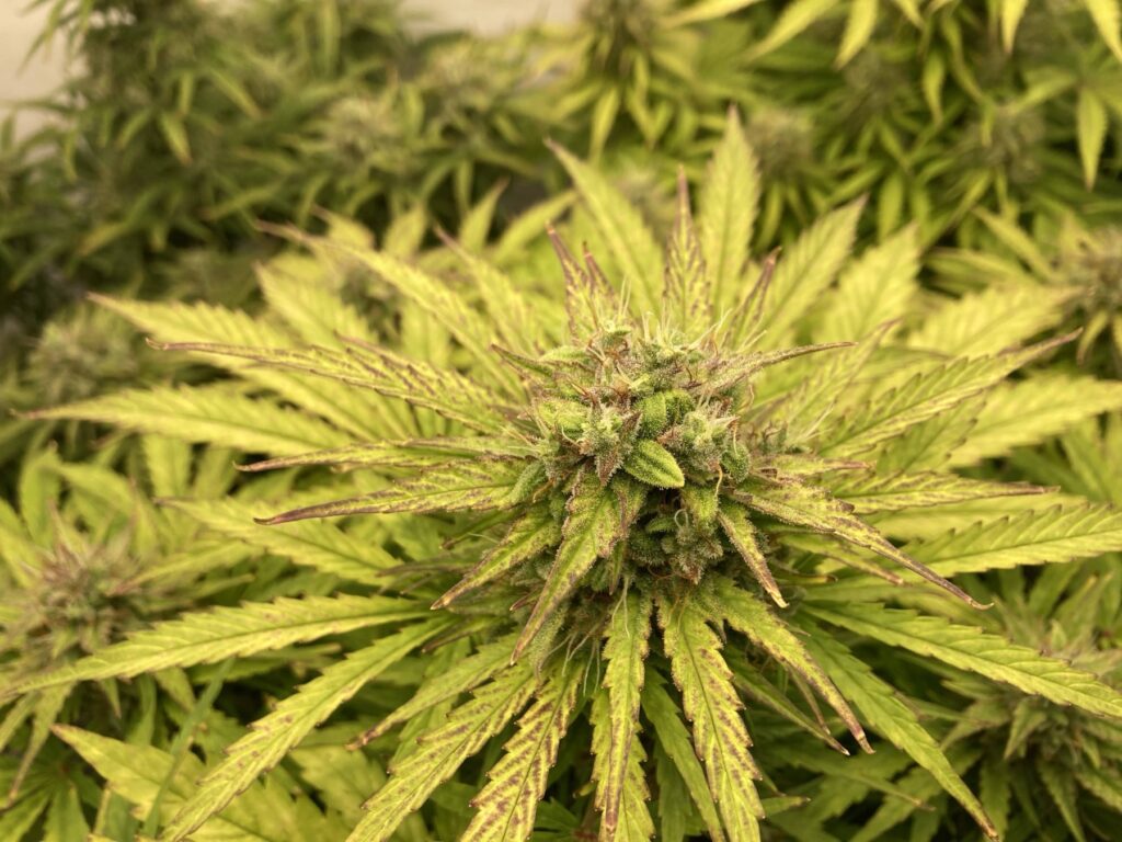 Hulk Berry Automatic Blüte-Phase