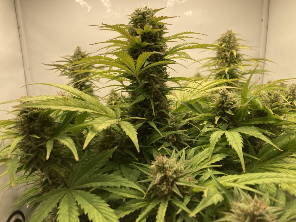 Hulk Berry Automatic Tag 66 - reife Blüten kurz vor der Ernte