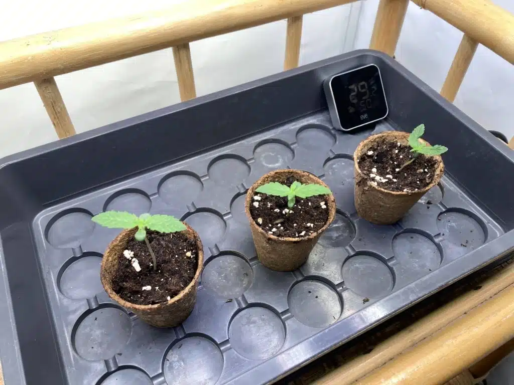 1. Woche - Royal Runtz Auto Frühe Vegetative Phase