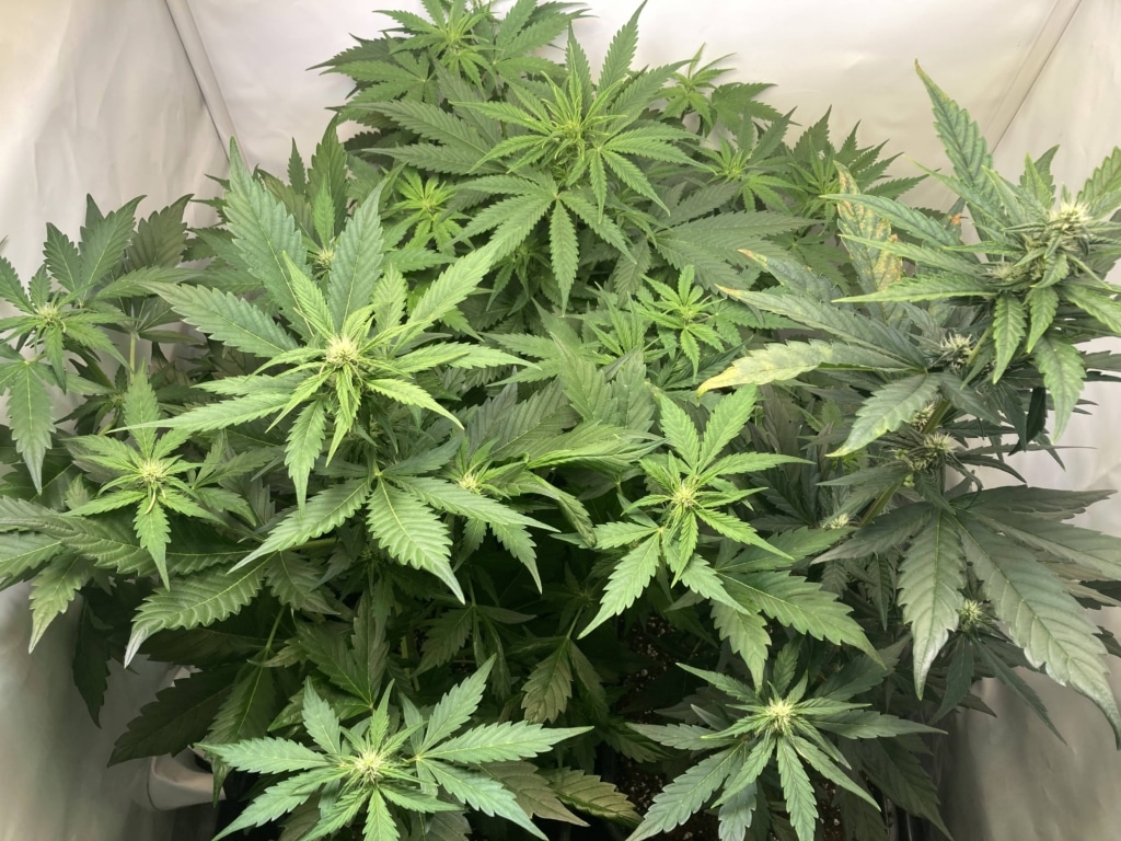Tag 39 - Royal Runtz Auto