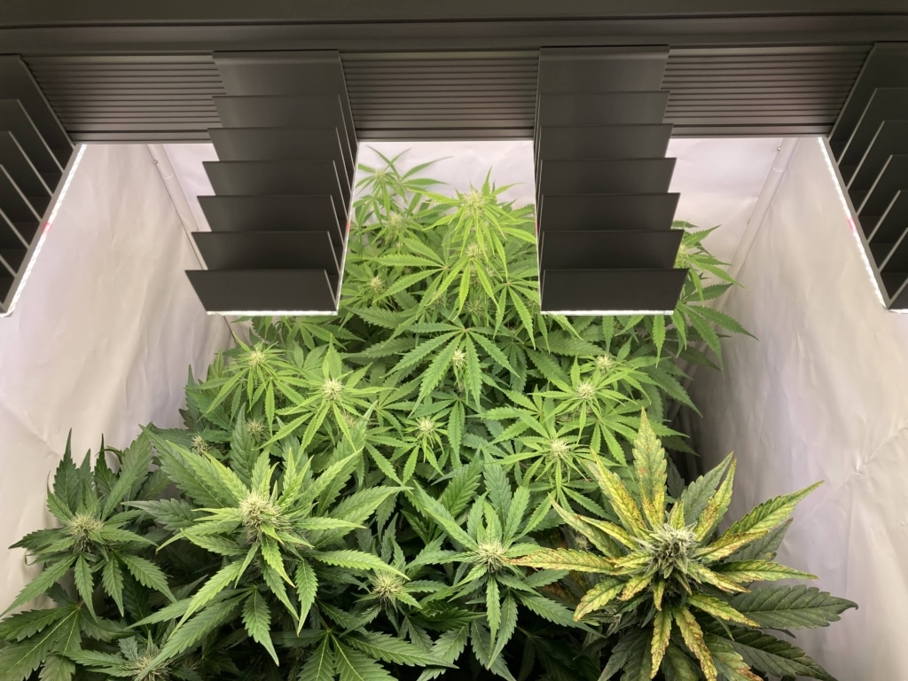 Tag 50 - Royal Runtz Auto
