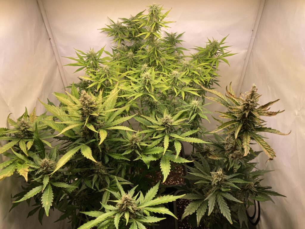 Tag 64 - Royal Runtz Auto
