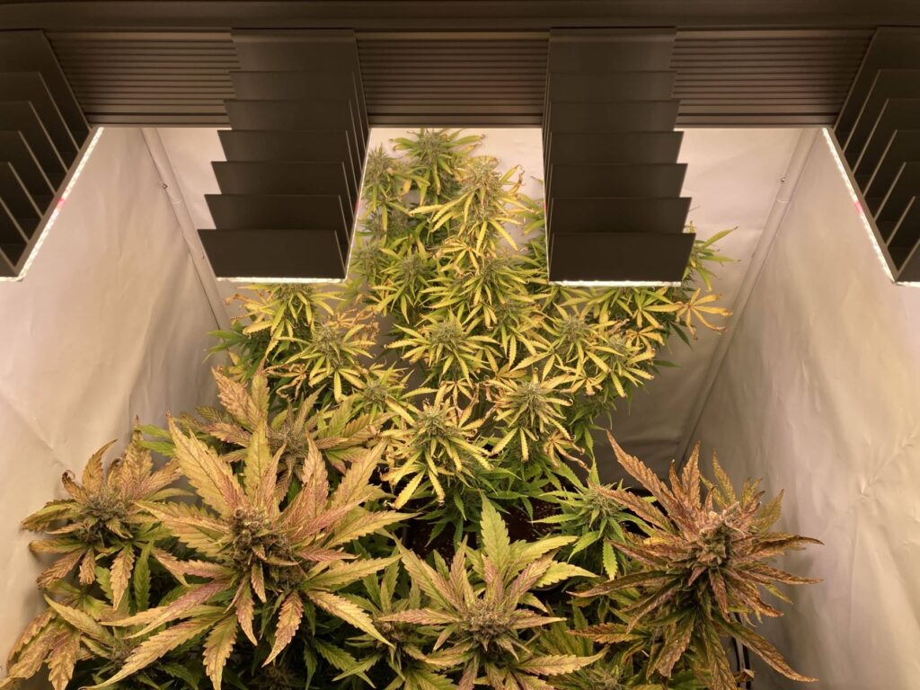 Tag 79 - Royal Runtz Auto